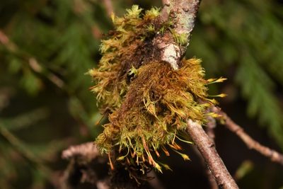 Ulota obtusiuscula, photographed by Braden J. Judson