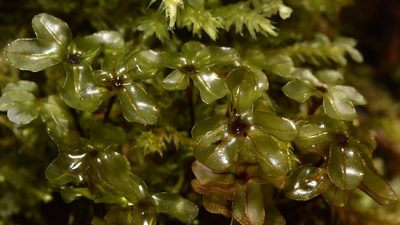 Rhizomnium glabrescens, photographed by Braden J. Judson