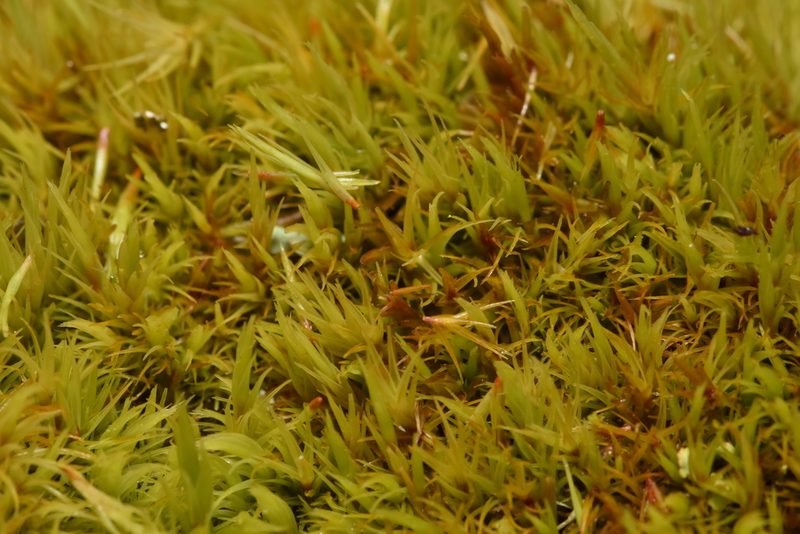 Dicranum howellii, photographed by Braden J. Judson