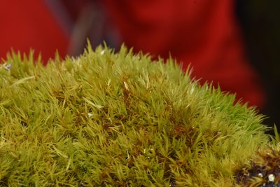 Dicranum howellii, photographed by Braden J. Judson