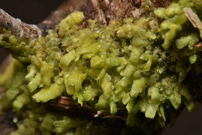 Radula complanata, photographed by Braden J. Judson