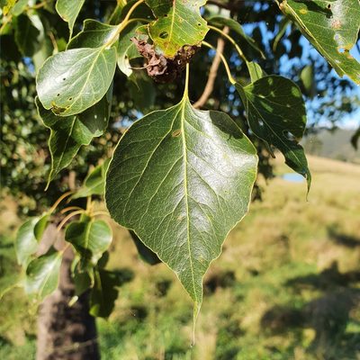 Brachychiton populneus, photographed by ronavery
