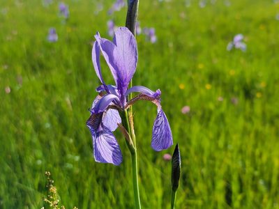 Iris sibirica, photographed by Elias