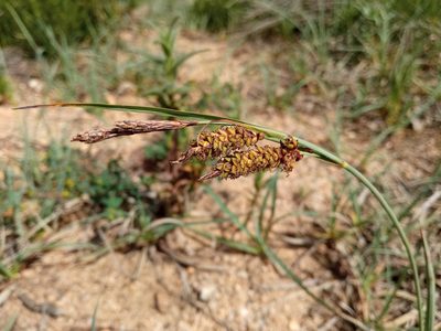 Carex flacca, photographed by Josep Gesti