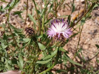 Centaurea aspera, photographed by Josep Gesti