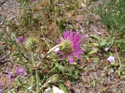 Galactites tomentosus, photographed by Josep Gesti