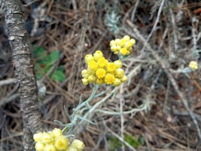 Helichrysum stoechas, photographed by Josep Gesti
