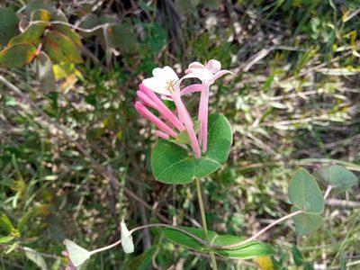 Lonicera implexa, photographed by Josep Gesti