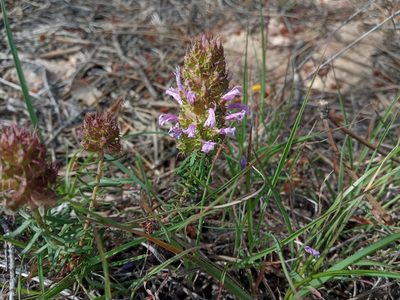 Coris monspeliensis, photographed by Josep Gesti
