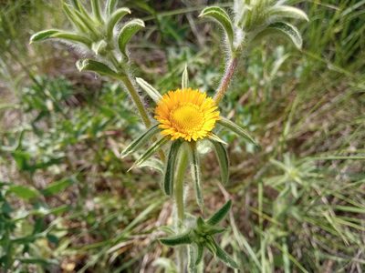 Pallenis spinosa, photographed by Josep Gesti