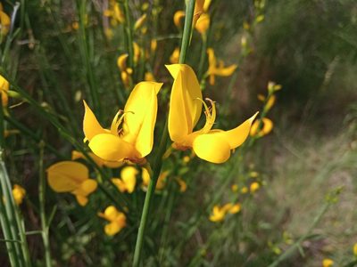 Spartium junceum, photographed by Josep Gesti