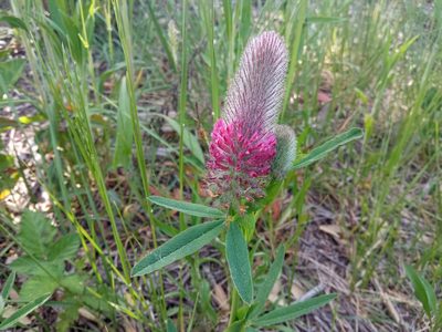 Trifolium rubens, photographed by Josep Gesti