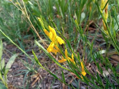 Genista tinctoria, photographed by Josep Gesti