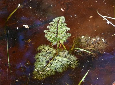 Oenanthe aquatica, photographed by Игорь Васильев