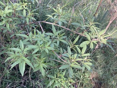 Vitex agnus-castus, photographed by Marc Riera