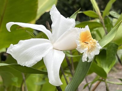 Sobralia chrysostoma, photographed by Djibo Zanzot