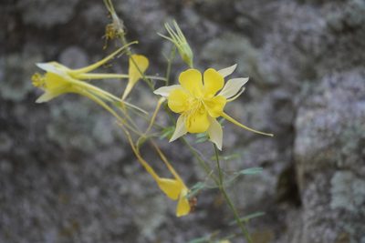 Aquilegia chrysantha, photographed by Sean Krieg