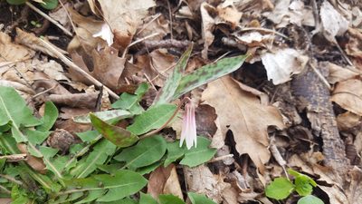 Erythronium albidum, photographed by Eric Schmidt