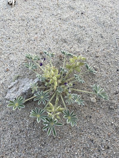 Lupinus shockleyi, photographed by Matt Berger