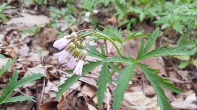 Cardamine concatenata, photographed by Eric Schmidt