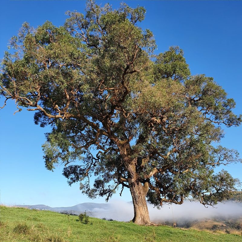 Angophora floribunda, photographed by ronavery