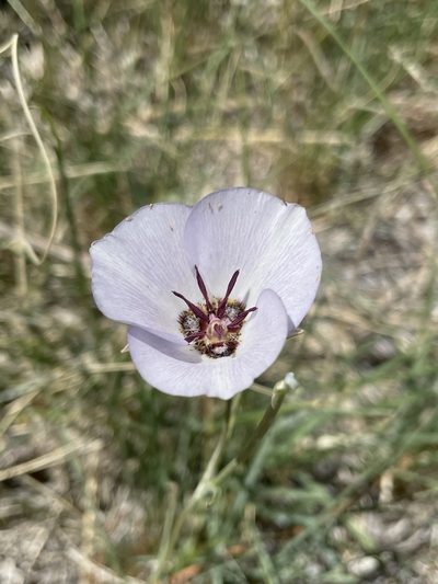 Calochortus excavatus, photographed by Matt Berger