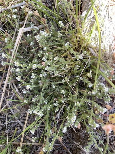 Plagiobothrys parishii, photographed by Matt Berger