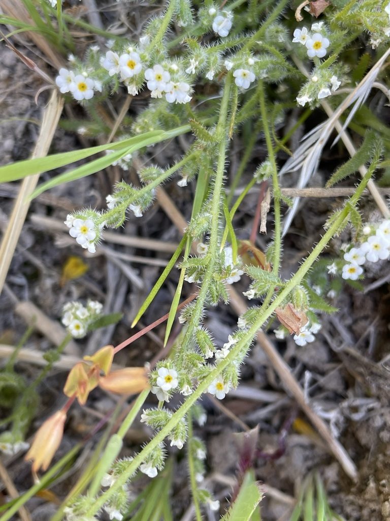 Plagiobothrys parishii, photographed by Matt Berger