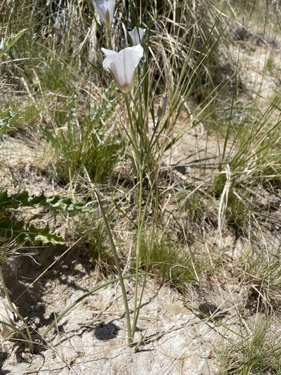 Calochortus excavatus, photographed by Matt Berger