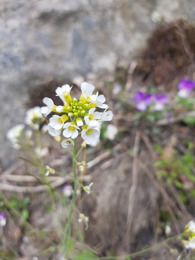 Arabidopsis suecica, photographed by Ilkka Tuunainen