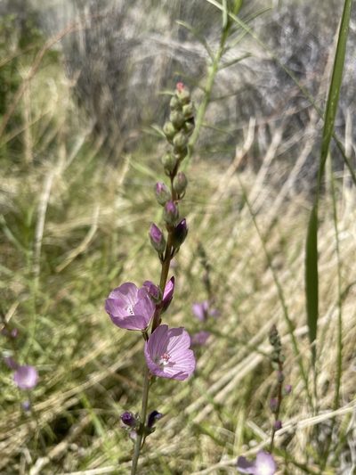 Sidalcea covillei, photographed by Matt Berger