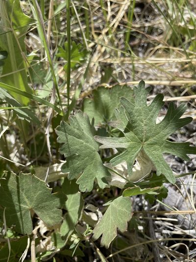 Sidalcea covillei, photographed by Matt Berger