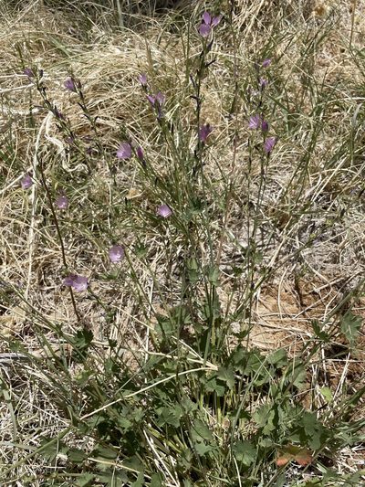 Sidalcea covillei, photographed by Matt Berger