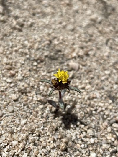 Orochaenactis thysanocarpha, photographed by Matt Berger