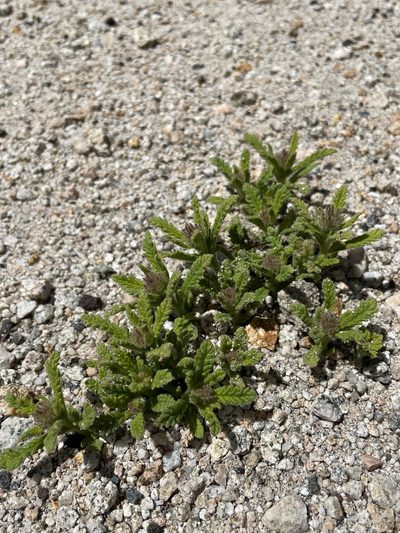 Nama rothrockii, photographed by Matt Berger