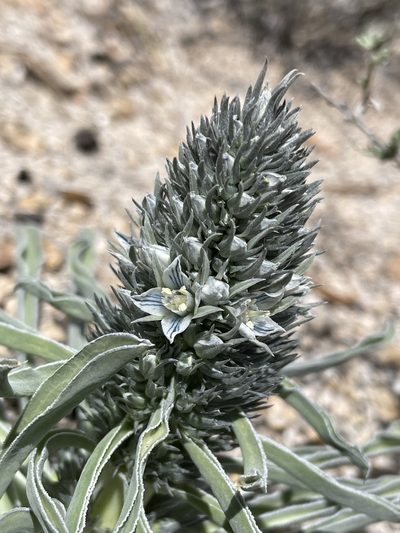Frasera tubulosa, photographed by Matt Berger