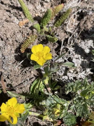 Potentilla breweri, photographed by Matt Berger