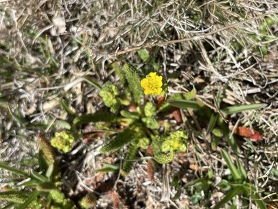 Potentilla lycopodioides, photographed by Matt Berger