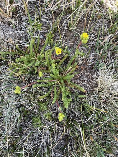 Potentilla lycopodioides, photographed by Matt Berger