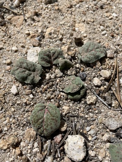 Oenothera xylocarpa, photographed by Matt Berger