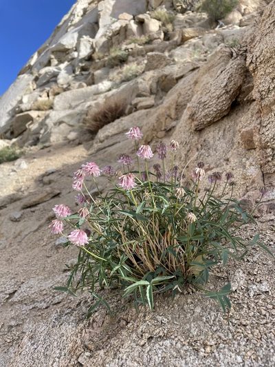Trifolium dedeckerae, photographed by Matt Berger