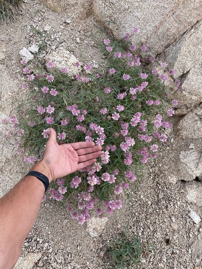 Trifolium dedeckerae, photographed by Matt Berger
