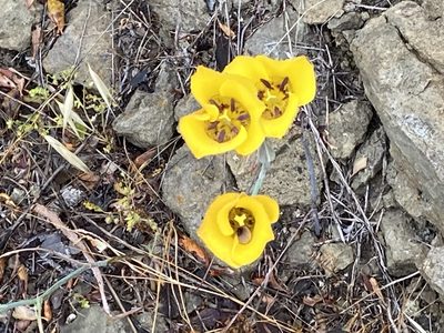 Calochortus clavatus, photographed by Daniel Williford