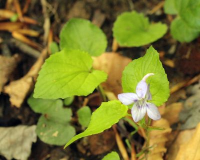 Viola rostrata, photographed by Trix Niernberger