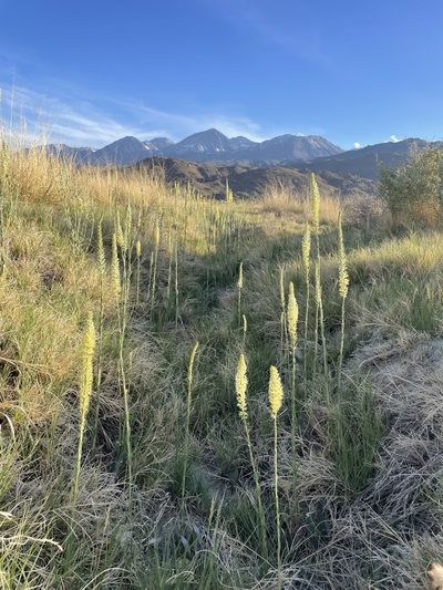 Thelypodium crispum, photographed by Matt Berger