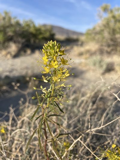 Cleomella plocasperma, photographed by Matt Berger