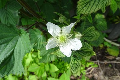 Rubus horrefactus, photographed by Zeke Marshall