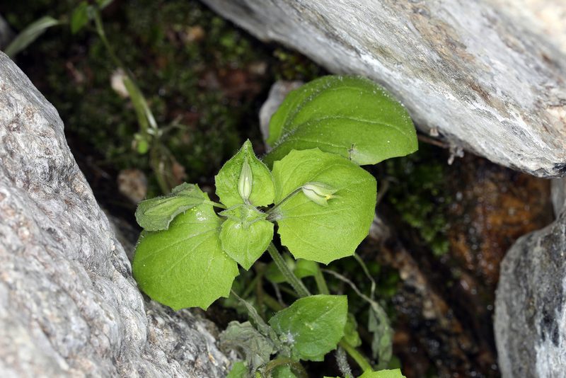 Erythranthe bergeri, photographed by Steve Matson
