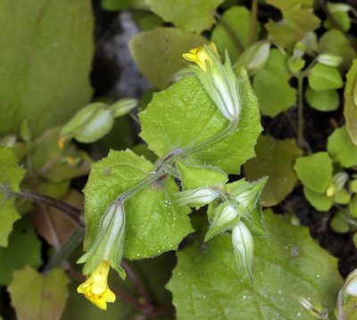 Erythranthe bergeri, photographed by Steve Matson