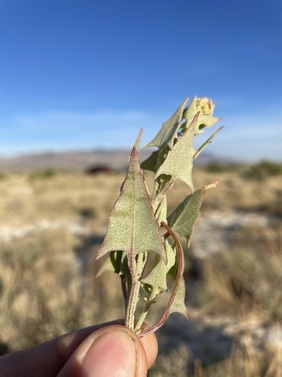 Atriplex phyllostegia, photographed by Matt Berger